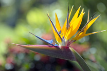 Strelitzia Reginae Flower Closeup (bird Of Paradise Flower)-1