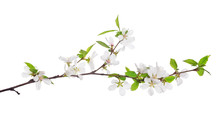 Cherry Tree Blossoming Branch With Bright Green Leaves
