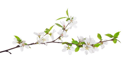 Poster - cherry tree blossoming branch with bright green leaves