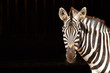 Zebra with black background