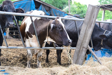 cows in a farm, Dairy cows eating in a farm