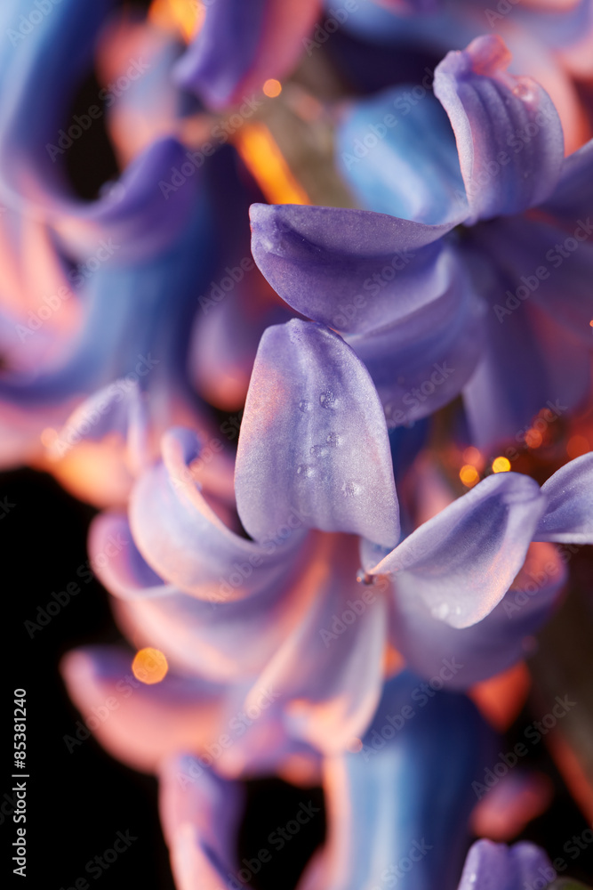 Purple hyacinth flower - obrazy, fototapety, plakaty 