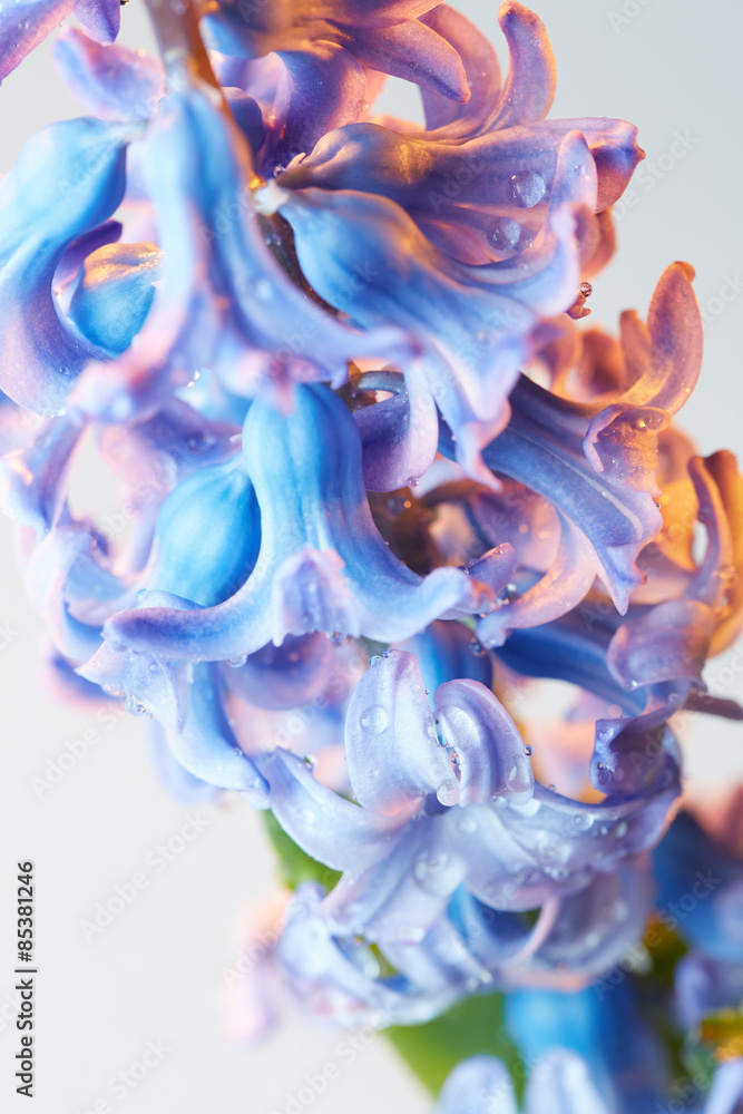 Hyacinth flower with drops of water - obrazy, fototapety, plakaty 