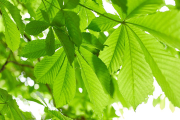 Foliage of chestnut tree