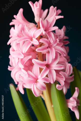 Pink hyacinth flower