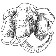 Vector Illustration Of Engraving Elephant On White Background