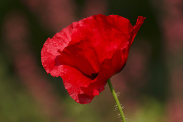 Sticker - red poppy in garden at summer