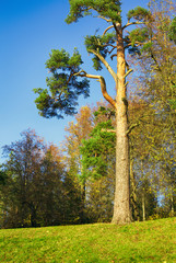 Poster - Pine Tree