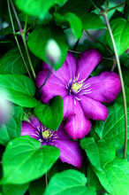 Pink Clematis Flowers.