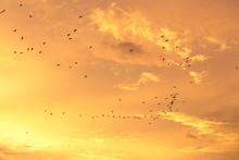 Silhouettes Of Flying Birds With Sunset Sky And Cloud