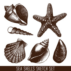 Wall Mural - hand drawn sea shell sketch collection