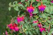 Fuchsia flower in red and purple