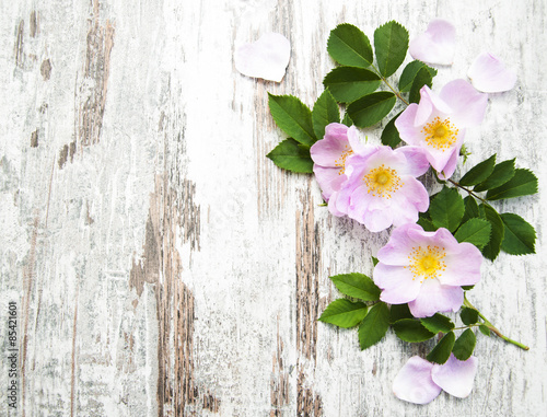 Naklejka na szybę Dog rose