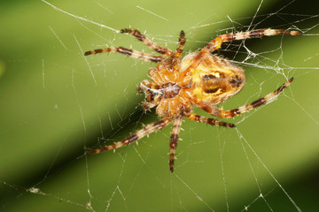 Garden Spider
