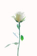 Weiße Rose vor weißem Grund
