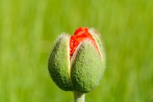 Poppy Flower Emerging From Bud