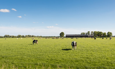 Curiously looking cow in the sunny meadow