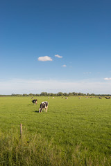 Quietly grazing cows on a sunny spring day