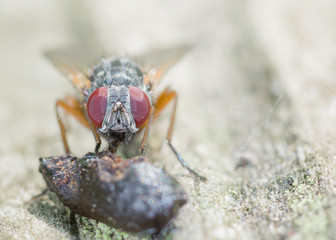 Poster - Fly Eating