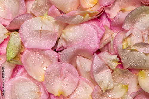 Plakat na zamówienie Pink rose petal background