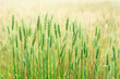 Yeşil buğday başakları