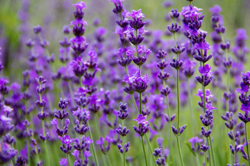 Wall Mural - field lavender flowers