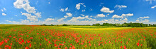 Panorama Of Poppy Field In Summer Countryside