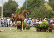 brown colt foal show