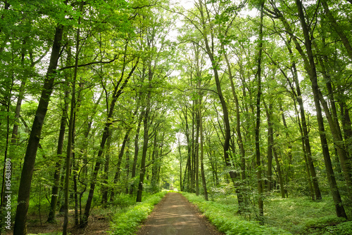 Fototapeta Forrest Path
