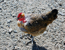Turken Breed Of Chicken
