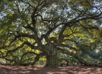 Majestic live oak angle tree