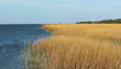 Ocean with yellow marsh and sea grass