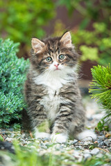 Wall Mural - Adorable little tabby kitten sitting in the yard