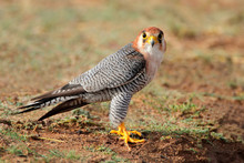 Red-necked Falcon (Falco Chicquera) 