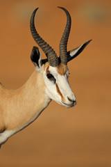 Poster - Springbok antelope portrait