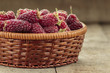 Tayberry a hybrid of raspberries and blackberries in wicker basket