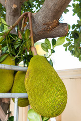 jackfruit