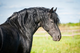 Fototapeta Konie - Portrait of beautiful black friesian stallion