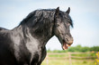 Beautiful black friesian stallion yawning