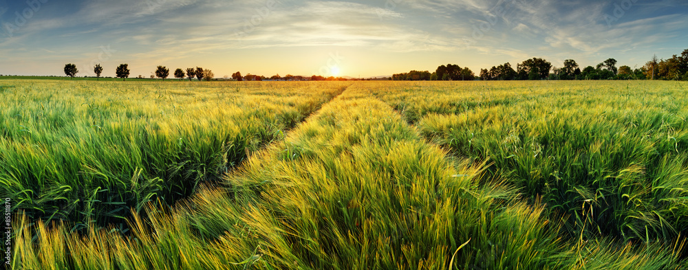 Plissee mit Motiv - Rural landscape with wheat field on sunset