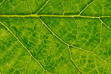 Wall Mural - closeup plant texture background