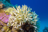 Fototapeta Do akwarium - Birdsnest Coral at the bottom of tropical sea, underwater