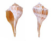 Two view of lightning whelk shell 