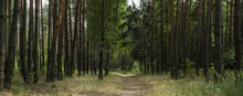 Alley Footpath In The Pine Forest Panorama