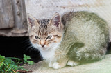 Fototapeta Koty - little kitten sitting on the grass