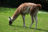 Fototapeta Zwierzęta - Guanaco (Lama guanicoe), also known as the Guanaco llama. Wildlife animal.