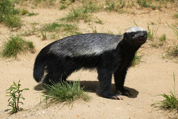 Wall Mural - Honey badger (Mellivora capensis)