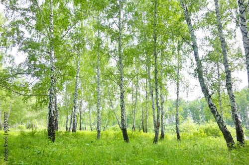 Dekoracja na wymiar  las-brzozowy