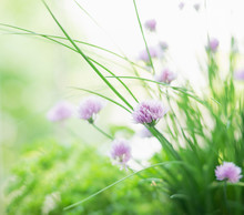Chives Flowers On Herb Garden Background