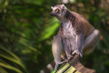 Wall Mural - Ring-tailed lemur from Madagascar in Singapore Zoo